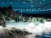 Loro Parque pingviinit